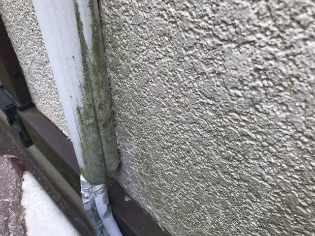 外壁 コケの付着