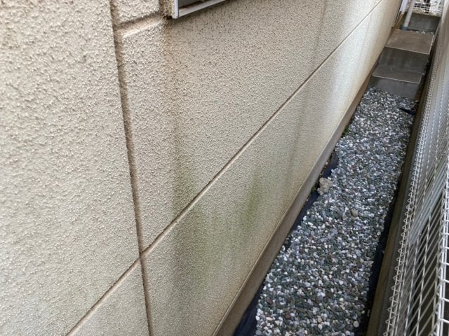 コケ