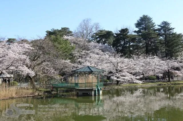 大宮公園