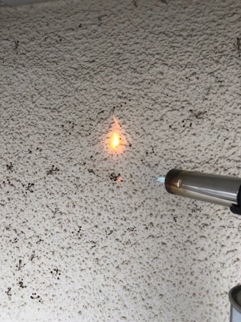 外壁 ツタ除去