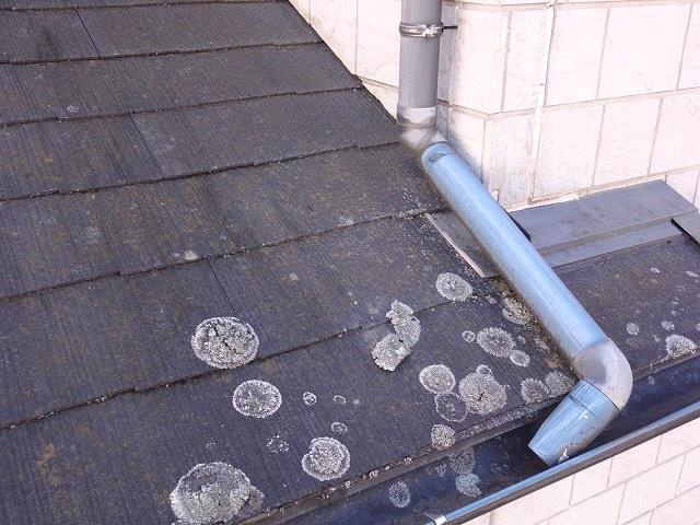 屋根コケの付着