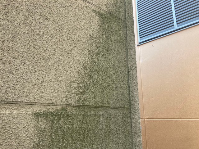 さいたま市浦和区 外壁 コケ ミヤケン