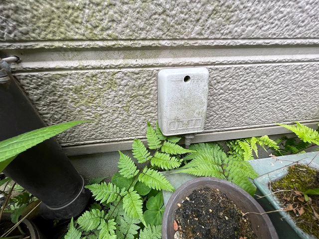 川越市 外壁のコケ